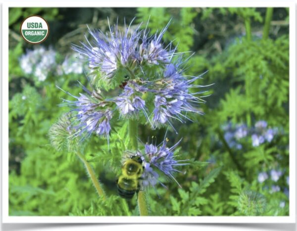 Product image of Flower, Phacelia: Lacy