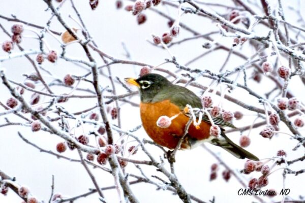 Product image of ND Christmas/Winter Photo Notecards #2